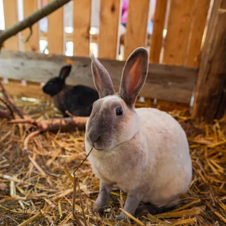Hase auf Stroh in Erlebnispark, im Hintergrund ein zweiter Hase