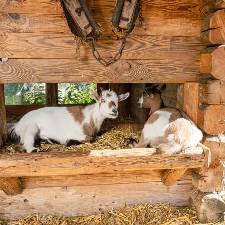 Zwei Ziegen in einem Holzstall mit Stroh